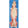 SPINAL CORD IN THE SPINAL CANAL (SOFT)